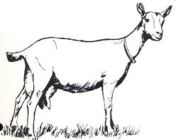 Baby Goat Clipart Black And White Goat Clip Art Image 13423 Goat Art Goats Drawings