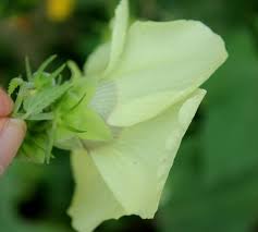 Image result for Hibiscus vitifolius