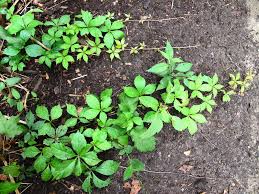 Use them in commercial designs under lifetime, perpetual & worldwide rights. Virginia Creeper Control How To Get Rid Of Virginia Creeper Virginia Creeper Vine Virginia Creeper Creepers Plants