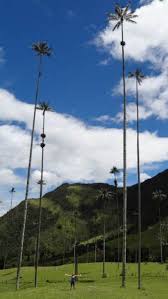 14 Pictures Of The World S Tallest Palm Trees From Colombia Palm Trees Nature Travel Travel Globe
