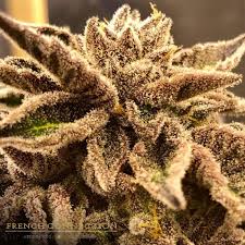 In the pines aficionado seeds. Hit Aficionado French Connection Seeds Sorbet A Lorange