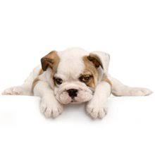 Maybe you would like to learn more about one of these? Animal House Pets Supplies 105 Fox St Mukwonago Wi Pet Shops Mapquest