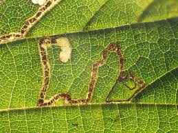 Image result for Stigmella floslactella