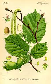 The Silver Apples Of The Moon The Golden Apples Of The Sun Plants Corylus Avellana Hazelnut Tree