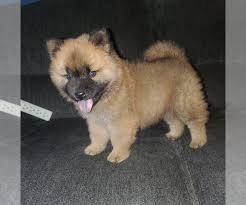 Our main focus is to educate pet owners, give accurate diagnoses, and provide the best care for your pet. View Ad Chow Chow Eurasier Mix Puppy For Sale Near California North Hills Usa Adn 209031