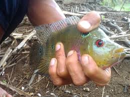 We did not find results for: Ketika Louhan Menjelma Jadi Predator Buas Di Kolam Petambak Cilacap Regional Liputan6 Com