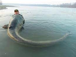 Wels Catfish One Of Of The World S Largest Freshwater Predators Fish Big Catfish Fishing Trip