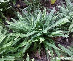 Image result for Nephrolepidaceae