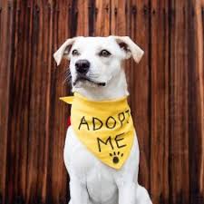 Check spelling or type a new query. Dog Adoption Petfinder