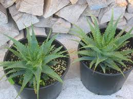 2 so wird aloe aus samen gezüchtet. Rund Um Aloe Vera Samen Anzucht Vermehrung Green24 Pflanzen Garten Forum