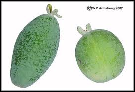 Keep your trees small, so you can cover the fruit, or even the whole tree, thus dealing with the bird problem as well. Tamarind Guava Rose Apple Passion Fruit Photos