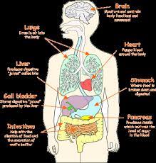 There are about 78 different organs in the body which vary according to size, functions, and actions. Organs Human Body Organs Human Body Science Body Organs