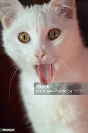 Turkey A Cat With Blue And Yellow Eyes In The Cattery Of Cats In The City  Of Van Stock Photo