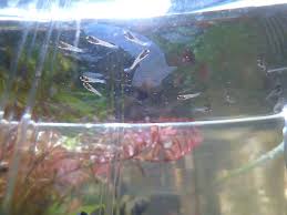Wann ist welche nahrung ungefährlich für mein baby? Nachwuchs In Sicht Was Ist Zu Tun My Fish Aus Freude An Der Aquaristik