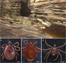 Read sebastian saracho's bio and find out more about sebastian saracho's songs, albums, and chart history. A Water Eroded Cave From Ibitipoca State Park Where Ticks Were Download Scientific Diagram