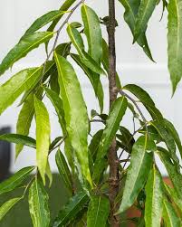 Image result for Monoon longifolium