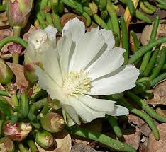 In 1847, the american fur company built fort benton on the missouri river. The Bitterroot Flower And It S Role In The History Of Montana