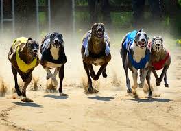 As with all forms of insurance, there are lots of options available. Barry S Tea And Fbd Insurance Pull Sponsorship Of Greyhound Racing