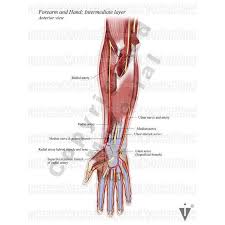The brachial artery is the main supply of arterial blood to the arm, forearm, and hand. Stock Arm Normal Anatomy Illustrated Verdict