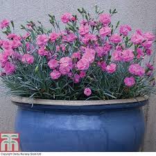 It brings an extremely fine and delicate texture to the garden composition and should be used to full effect. Dianthus Tickled Pink Plants Thompson Morgan