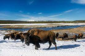 Compare other brands to life's abundance. Pet Food Lead Alert Blue Buffalo And Blue Wilderness Dog Food Class Action Law Suit Chagrin Falls Veterinary Center Pet Clinic