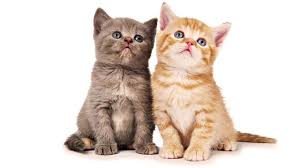 After all, we have beloved animal family members of our own. All Pets Vet Clinic Narrabri The Y Guide
