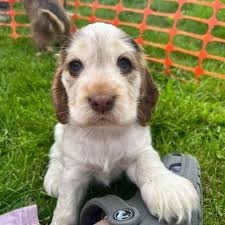 Extensively Health Tested Show Cocker Spaniel Stud Dog