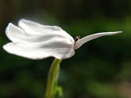 Image result for Rhinacanthus zambesiacus