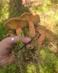 Image result for Lactarius mutabilis
