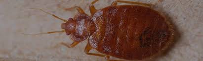 We did not find results for: Bed Bug Heat Treatment Los Angeles Bed Bug Heat Treatment Riverside