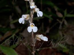 Image result for Zeuxine