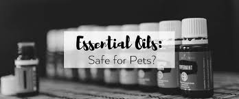 As always, there are several exceptions to the rule. Are Essential Oils Safe For Pets