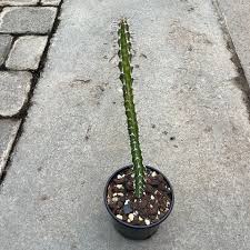 Image result for Euphorbia griseola