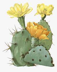 400+ vectors, stock photos & psd files. Drawn Cactus Prickly Pear Cactus Pencil And Color Prickly Pear Cactus Transparent Hd Png Download Kindpng