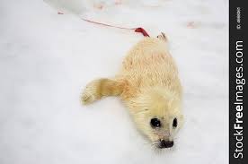 Baby Harp Seal Pup Free Stock Images Photos 4668061 Stockfreeimages Com