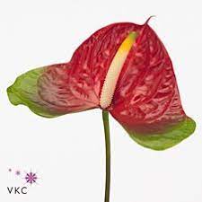 Anth Narita Anthurium Florist Supplies Anthurium Plant