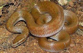 Get this pet's battle stats, read community comments, and discover other detailed info in its profile. 15 Best Pet Snakes For Beginners To Own Enjoy With Pictures