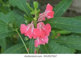Image result for Hibiscus aponeurus