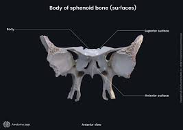 Image result for Sphenoid Bone