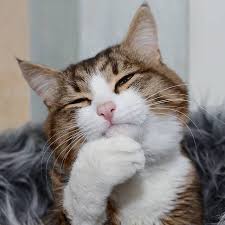 Ketika memulai puasa, tapi pas nemu jus mangga kecut lalu mencobanya ya ekspresi yang didapat nggak jauh beda kaya ini. Galeri Kocak Rexie Kucing Cacat Dengan Ekspresi Menggemaskan M Kapanlagi Com
