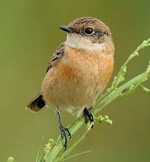 Brown Bird With Black And White Wings Uk Common Stonechat Of The Uk And Ireland The Common Stonechat Saxicola Torquata Is A Dainty Little Bird With A Distinctive Song Stonechat Bird Beautiful Birds