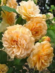 Цветы теплого абрикосово желтого цвета, махровые, крупные. Mystery Rose Buff Beauty Susan Rushton