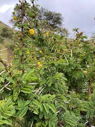 Image result for Acacia hockii