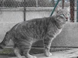 Epingle Sur Le Chat Beaute