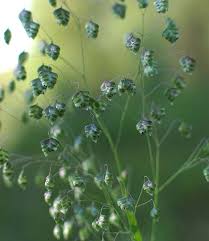 Image result for Briza minor