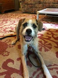 The average cost of training with private instruction is around $50 an hour. Board Training Atlanta Dog Trainer