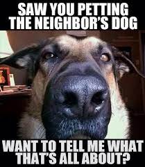 You mean to tell me the ball wasin your handthe whole time funny memes, best ever funniest memes cute animal memes clean: Silly Animal Memes Popsugar Pets