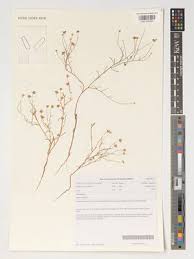 Image result for Felicia anthemidodes