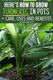 Here S How To Grow Turmeric In Pots Care Uses And Benefits Grow Turmeric Lemon Plant Turmeric Plant