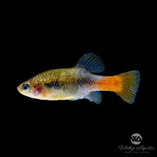 Image result for Gnidia hockii